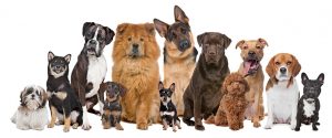 חשיפה הדרגתית לכלבים בעזרת טיפול CBT