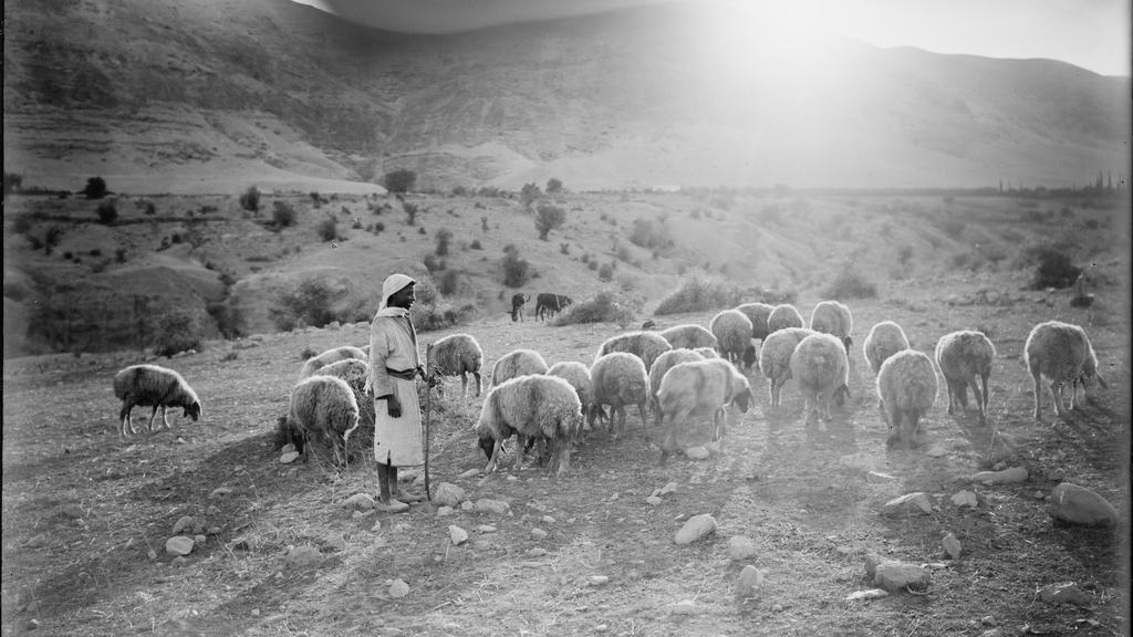 צילום היסטורי של רועה וצאן בשקיעה בבקעת יריחו בשנות ה-20, העולם החקלאי שבו נכתבו מצוות צער בעלי חיים