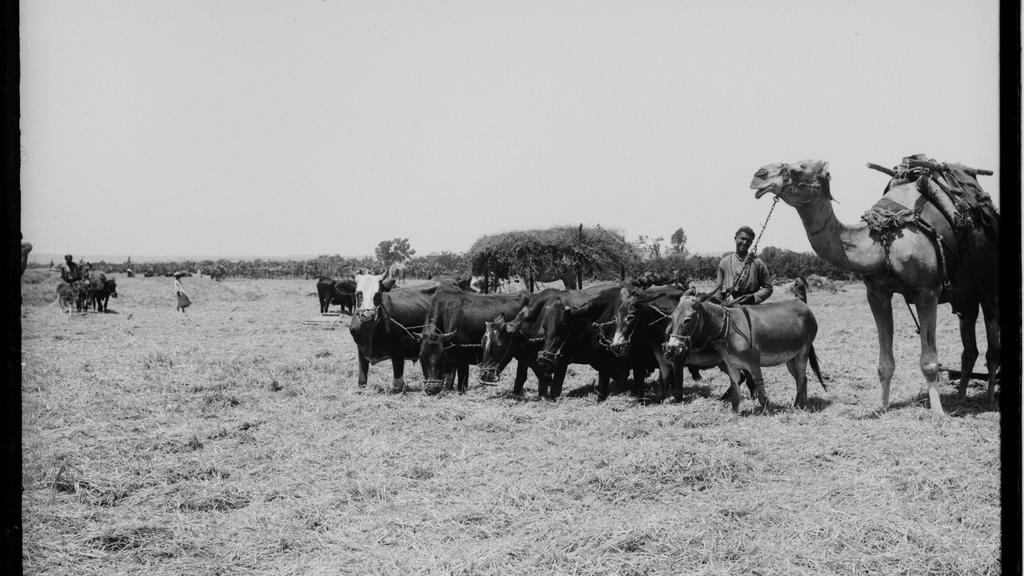צילום היסטורי של שוורים דשים בגורן בארץ ישראל סביב 1900, המציאות שבה נכתב הציווי לא תחסום שור בדישו